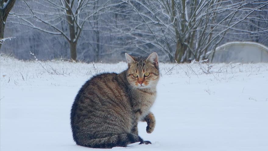 katė, naminių gyvūnėlių, žiemą, gyvūnas, britų trumpaplaukis, sniegas, vidaus, kačių, augintiniai, naminė katė, mielas