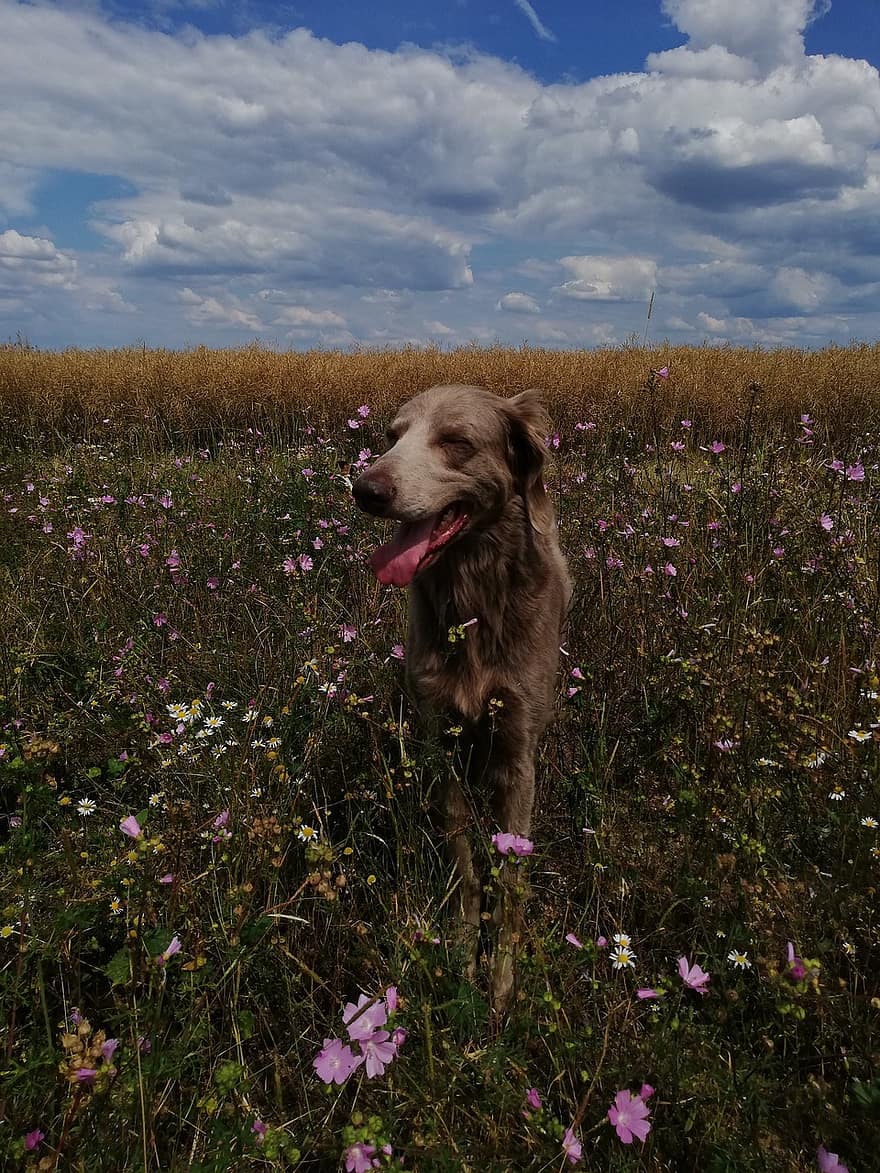 weimaraner, chó, cuộc đua, bầu trời, chó săn, Thiên nhiên, mùa hè, đi bộ, mặt trời, những đám mây, cánh đồng