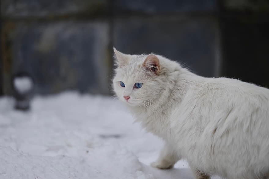 ネコ、ペット、雪、冬、白い猫、動物、国内の、猫科、哺乳類、キティ、毛皮のような