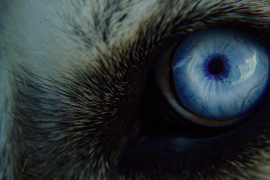 Lobo, rouco, olho, azul, cabelo, cão, animais, animal, inverno, natureza, olhos