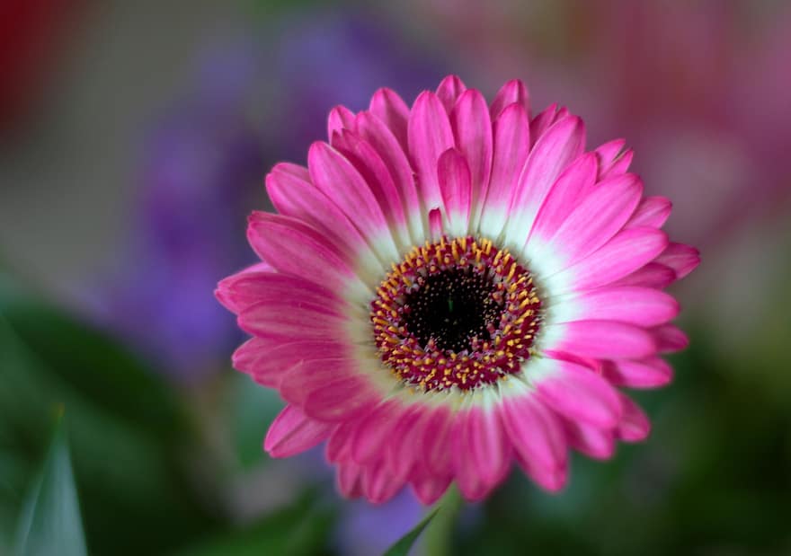 Gerbera, Pink, Flower, Cut Flowers, Petals, Colorful, Bouquet