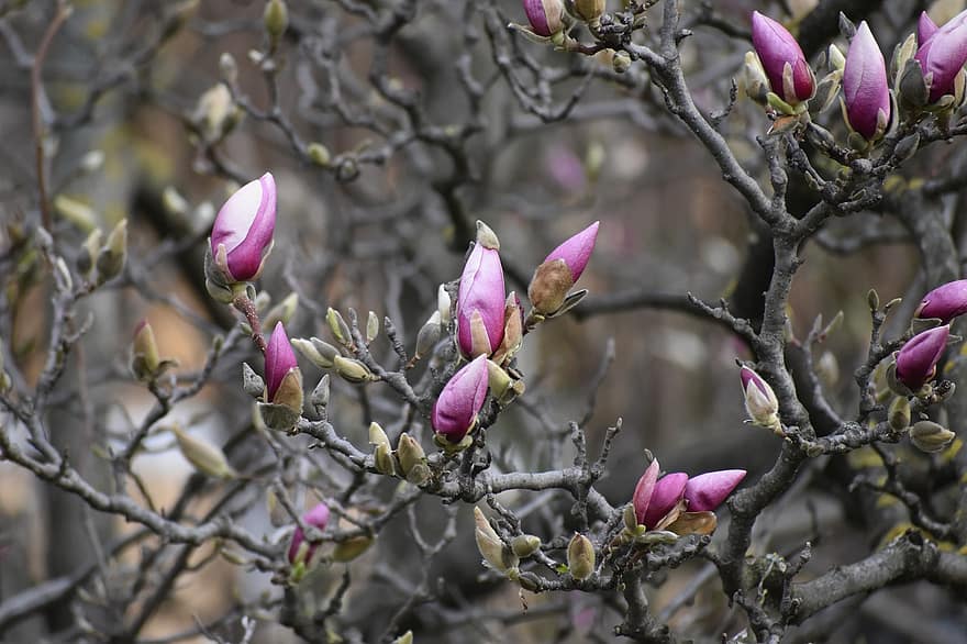 bloem, magnolia, boom, roze, groei, de lente, seizoensgebonden, bloeien, lente, tak, fabriek