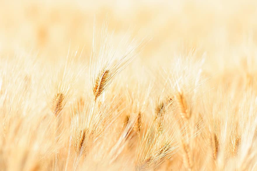 krajina, přírodní, rostlina, pšenice, poskok, zlatý, pšeničné pole, zemědělství, detail, letní, růst