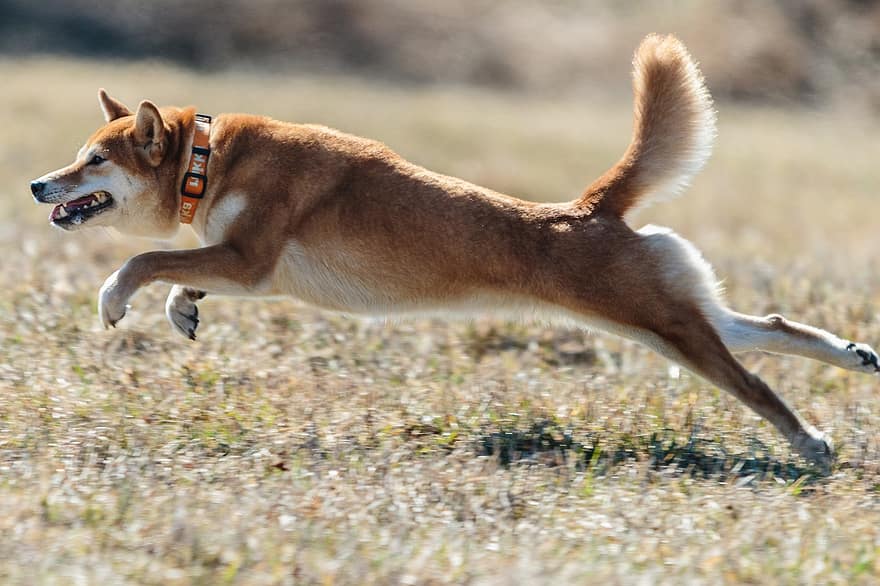 Shiba Inu, perro, corriendo, campo, al aire libre, activo, animal, caninos, agilidad, atlético, canino