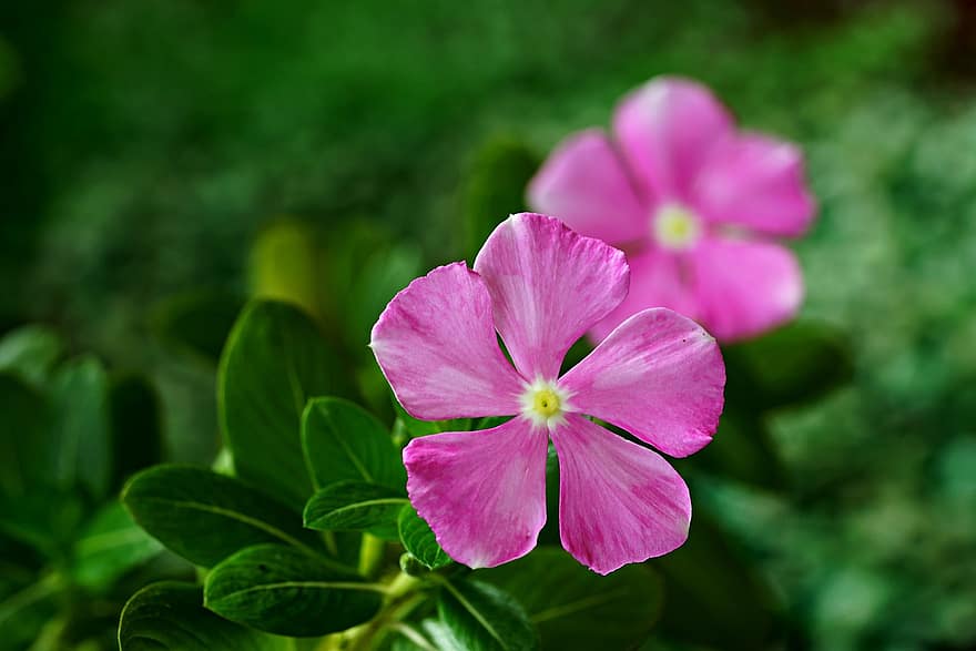 Rosy Periwinkle, Pink Flowers, Madagascar Periwinkle, Garden, Flora, flower, plant, close-up, summer, flower head, leaf