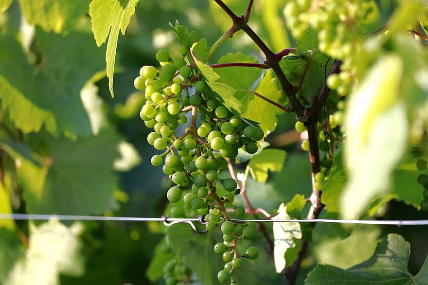Grapes, Vine, Grapevine, Wine, Vines, Agriculture, Fruit, Tension Wire