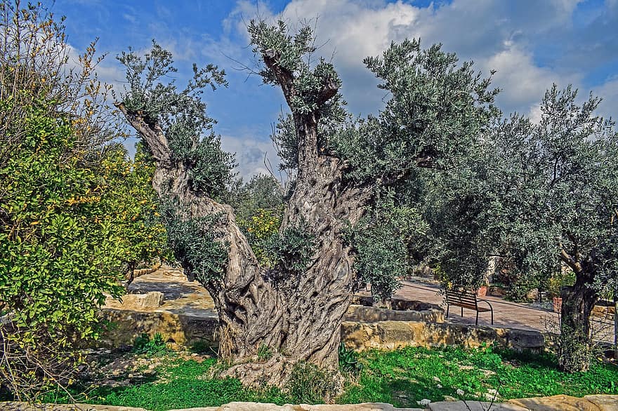 оливковые деревья, природа, на открытом воздухе, парк