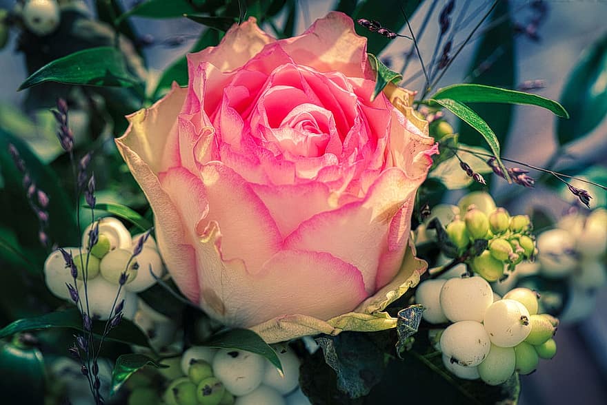 Trandafir, a crescut floare, frunze, Rosenblatt, petală, alb, roz, natură, romantic, inflori, a inflori