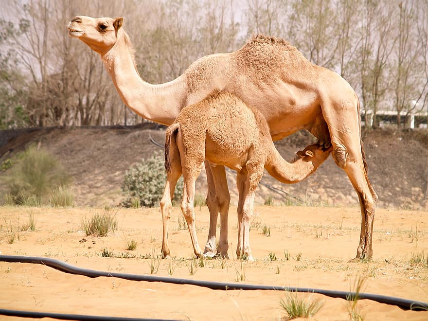 kamelit, aavikko