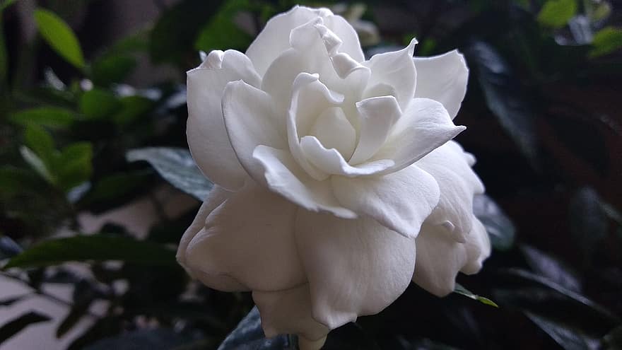 gardenia jasminoides, kwiat, jaśmin peleryna, biały kwiat, płatki, białe płatki, roślina, flora, Natura