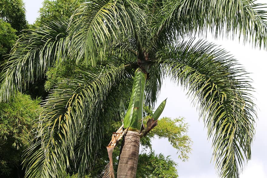 palmboom, palm, boom, bladeren, fabriek, tropisch, natuur, strand, eiland, vakantie