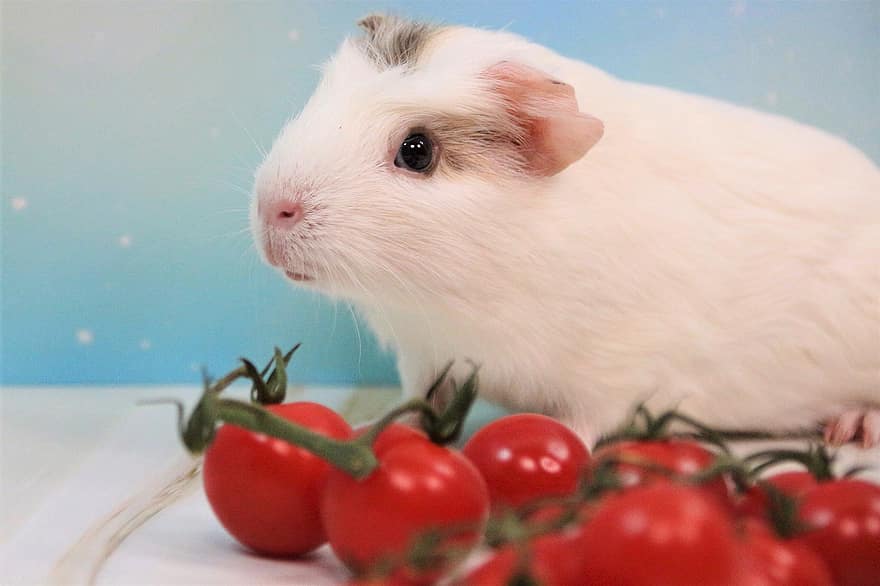 Guinea Pig, Sweet, Nager, Cute, Pet, Small, Rodent, Animal, Smooth Hair, Small Animal, Young Animal