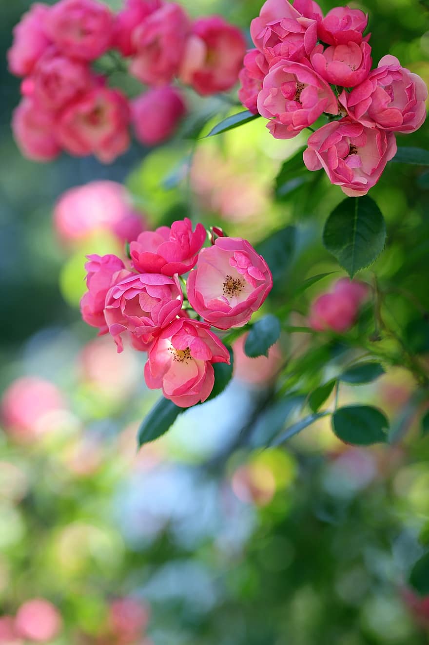 ดอกกุหลาบ, ดอกกุหลาบสีชมพู, ดอกไม้, ดอกไม้สีชมพู, กลีบดอก, กลีบสีชมพู, กลีบกุหลาบ, เบ่งบาน, ดอก, พฤกษา, พืช
