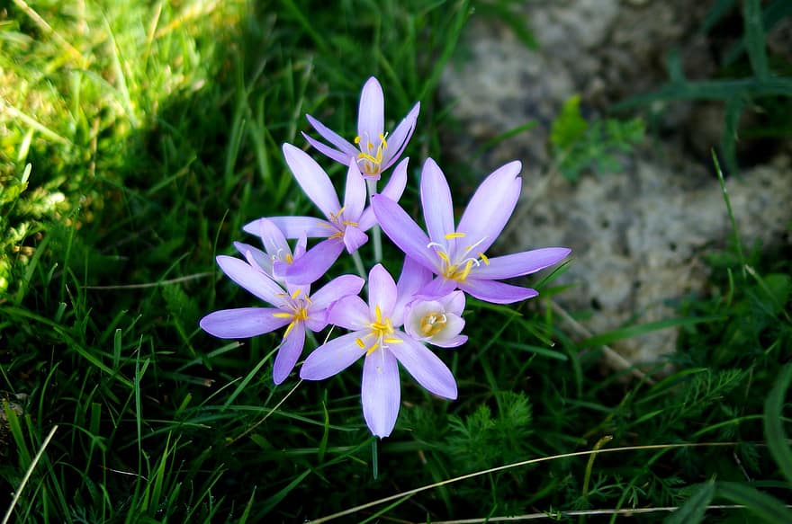 Meadow Saffron, Flowers, Plant, Autumn Crocus, Purple Flowers, Petals, Bloom, Grass, Field, Nature