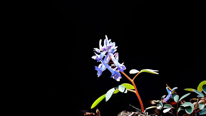 Flowers, Blue Flowers, Spring, Garden, Plants, Dark Background, plant, leaf, close-up, flower, summer