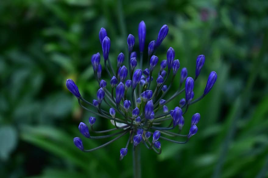 lelie, knop, bloem, agapanthus, Voor bloei, Nile Lily, blauwe lelie, blauw, paars, zomer, tuin-