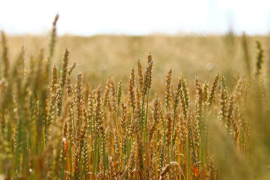 gandum, pertanian, bidang, alam, panen, tanaman, ladang gandum, sereal, perkebunan