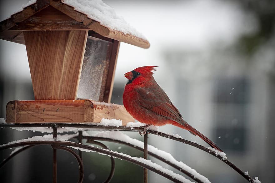 kardinal, kuş, hayvan, kar, kış, rüzgârla oluşan kar yığını, don, soğuk, yaban hayatı, tüyler, şube