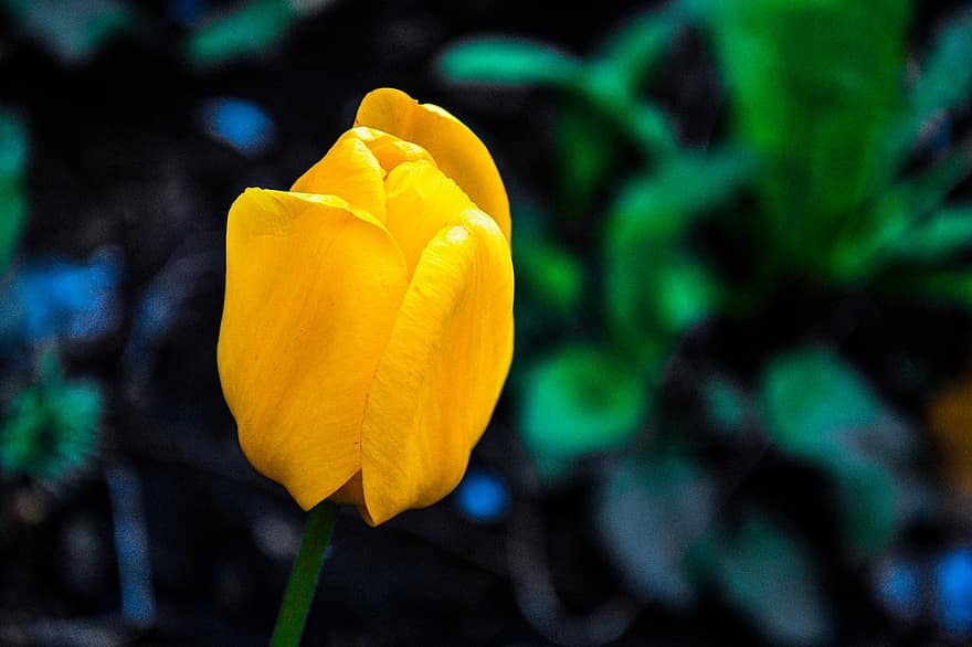 тюльпан, цветок, желтый тюльпан, лепестки, желтые лепестки, цветение, цвести, Флора