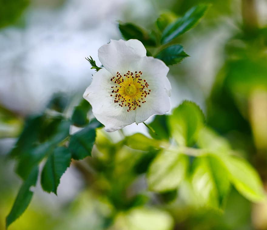 květ, růže, listy, okvětní lístky, rostlina, Rosa Laevigata, cherokee vstal, bílý, tyčinka