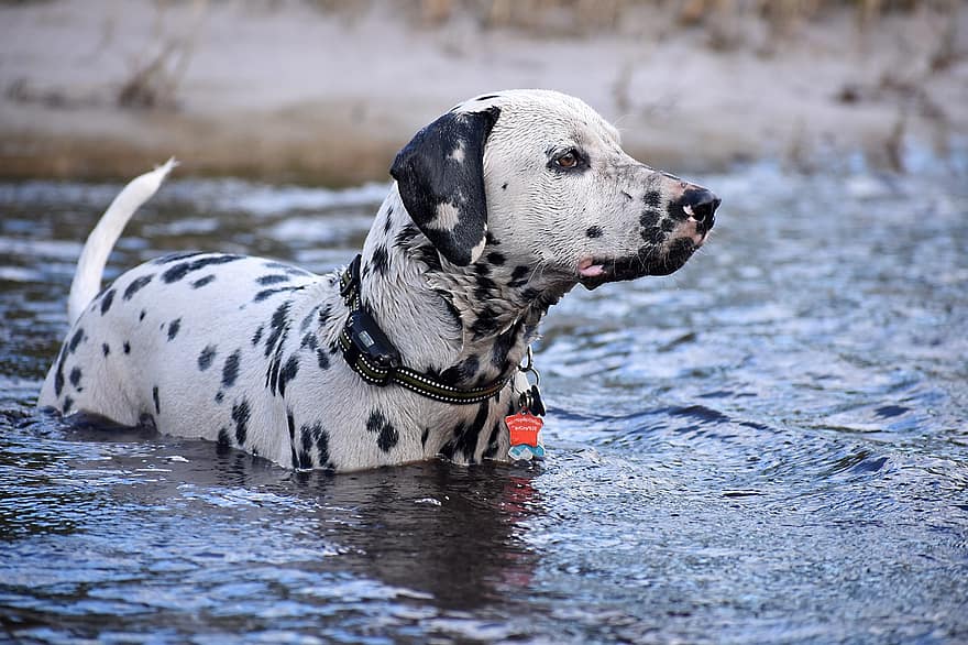 šuo, dalmatietiškas, šunims, veislė, draugas, gyvūnas, žinduolių, vanduo, žaisti