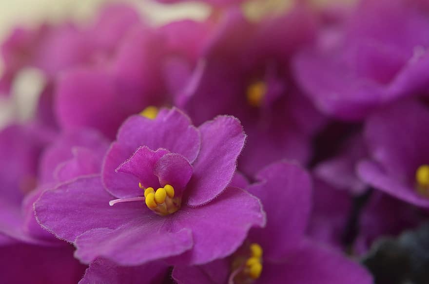 afrikanska violetter, viol, blommor, lila, magenta, växter, närbild, blomma, flora, bakgrund, saintpaulia