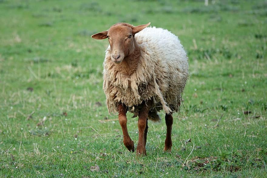 羊、動物、牧草地、哺乳類、家畜、ウール、農業、ファーム、草、自然