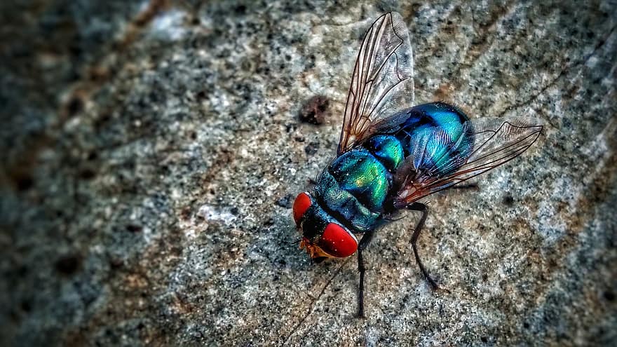 fliegen, Stubenfliege, Insekt, Flügel, Beine, Neon-