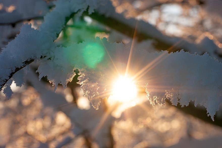 la neve, luce del sole, brina, alberi, retroilluminazione
