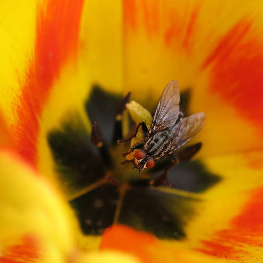 Bluebottle fluga, blomma, pollinering, insekt, natur, flyga, makro, närbild, gul, växt, bi
