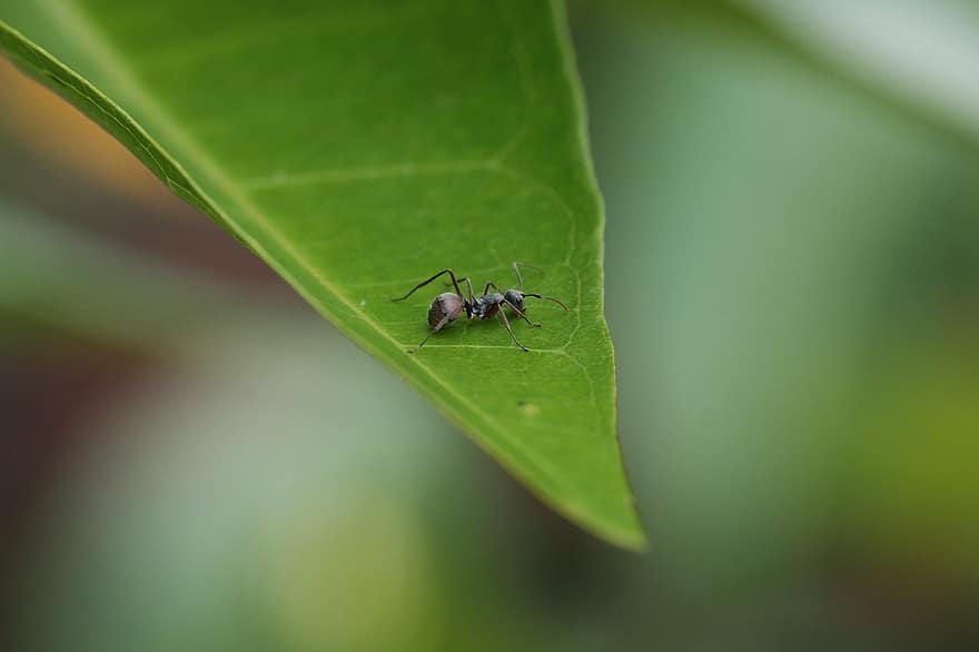 муравей, насекомое, ошибка