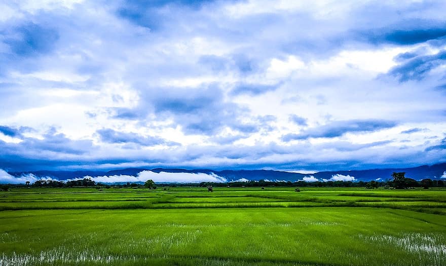 campos de arroz, tierras de cultivo, granja, agricultura, cielo, nublado, hierba, escena rural, prado, paisaje, verano