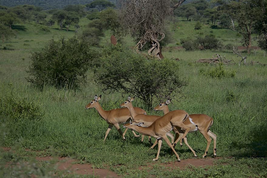 Impala, антилопа, животни, пустиня, сафари, копитен, бозайник, дивата природа, природа, национален парк, Танзания