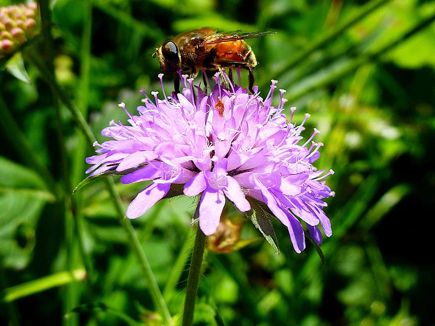 insetto, ape, polline, miele, natura, fiore, impollinazione, nettare, giardino, apicoltura, piante