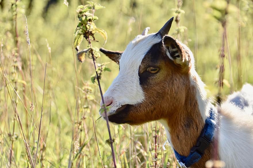 Goat, Ruminant, Pasture, Nature, Animal, Mammal, Baby Goat