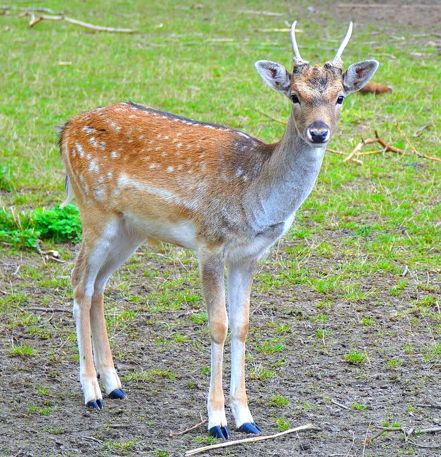 Roe Deer, Deer, Antlers, Animal, Wild Animal, Ruminant, Mammal, Wilderness, Wildlife