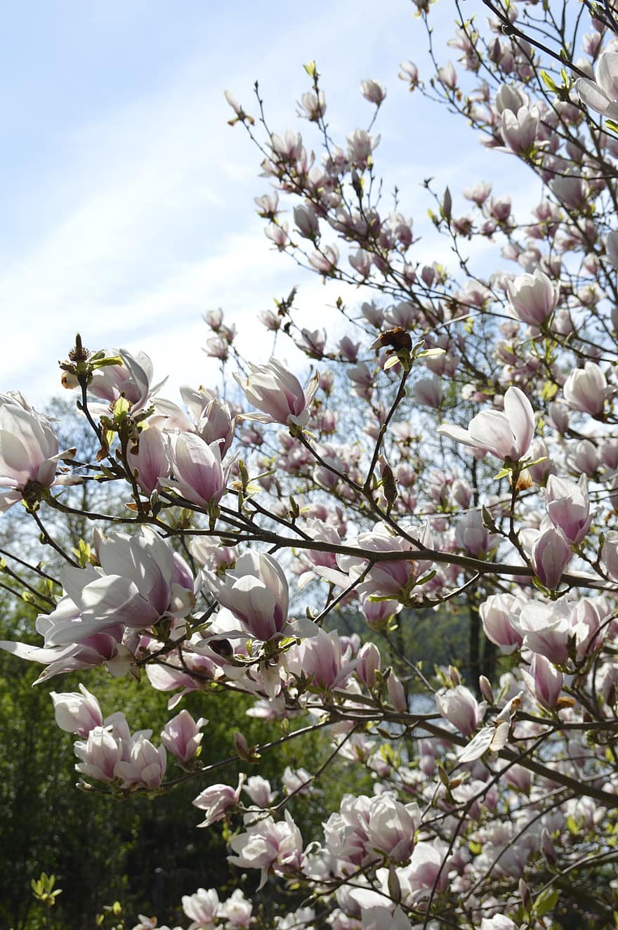 magnolia, kwiat, natura, Natura, drzewo, niebo, wiosna, różowy, flora, kwiatowy, ogród