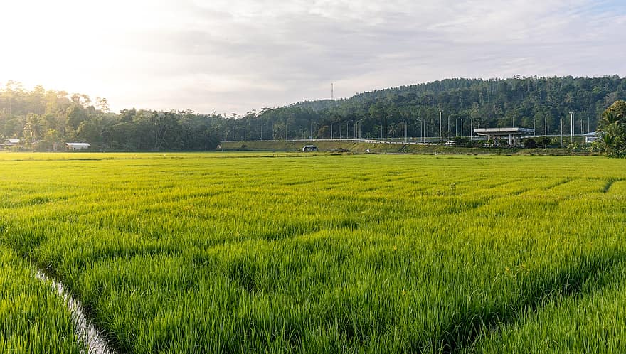 Rice Field, Farm, Sunrise, Morning, Crop, Rice Paddy, Rice, Farmland, Cropland, Agriculture, Countryside