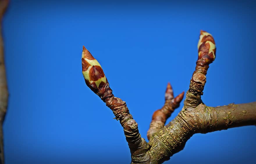 Pear, Buds, Tree, Branches, Spring, Plant, Nature, close-up, leaf, branch, growth