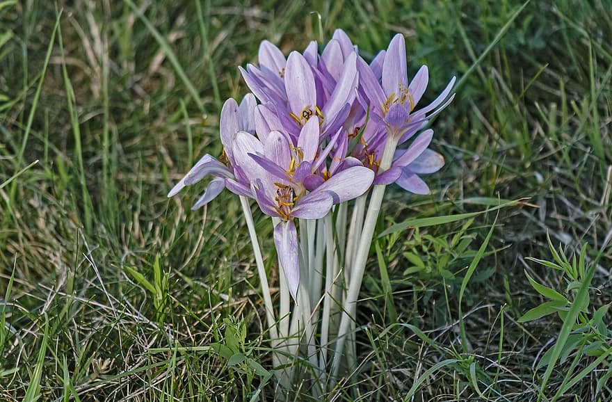 Wczesny krokus, fioletowe kwiaty, łąka, pole, Natura, Krokus Tommasinianus
