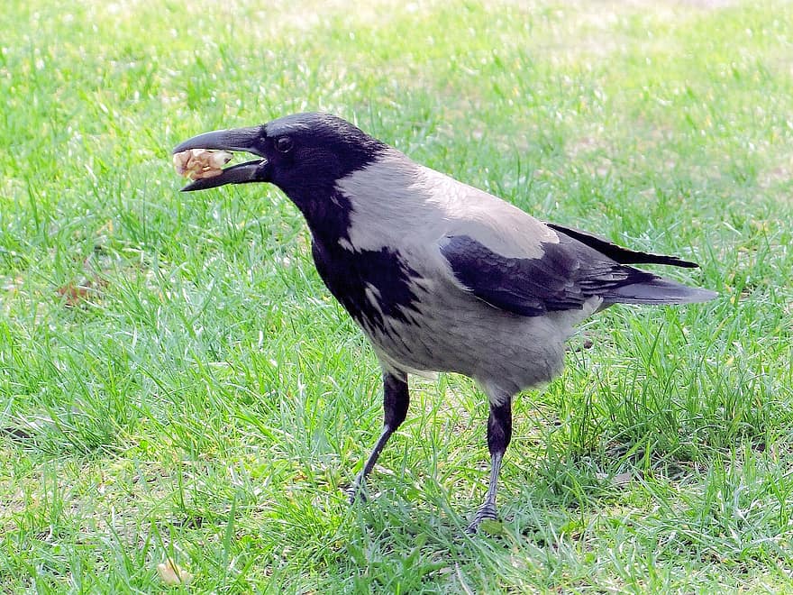 corvo encapuçado, Cornix Corvus, noz, cinza-preto
