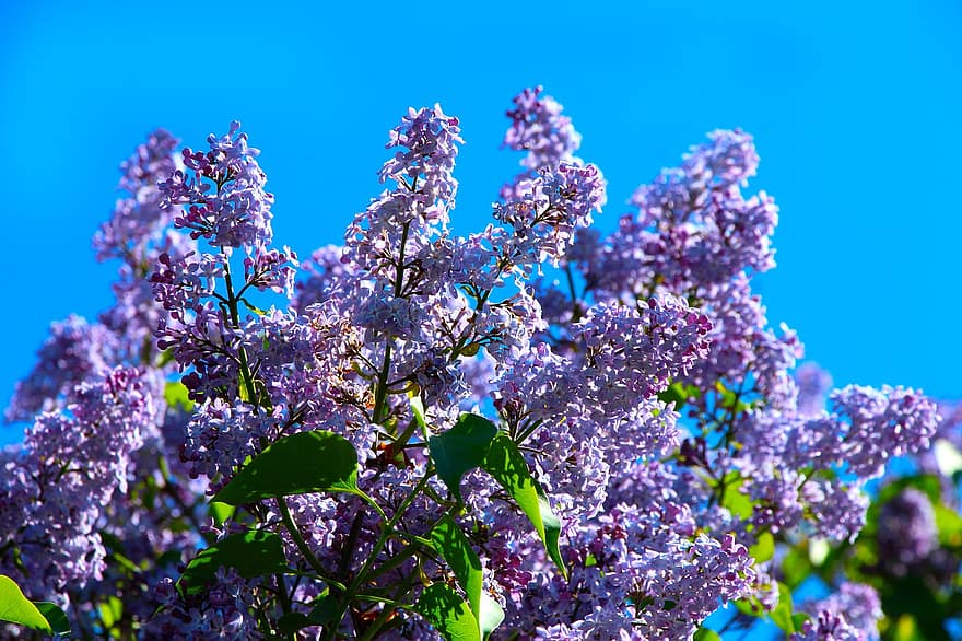 lila, las flores, primavera, rama, floración, flor, cielo, naturaleza, planta, azul, púrpura