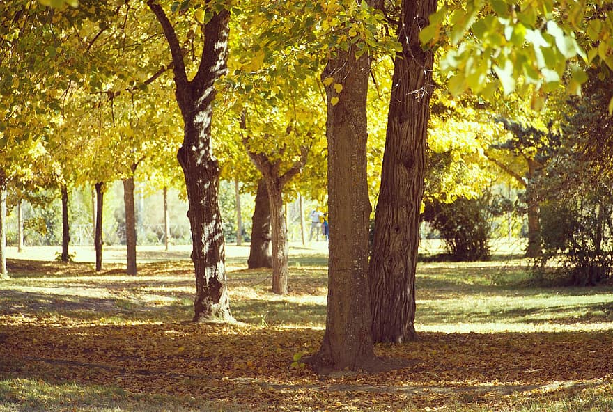 odchodzi, listowie, gałęzie, drzewa, jesień