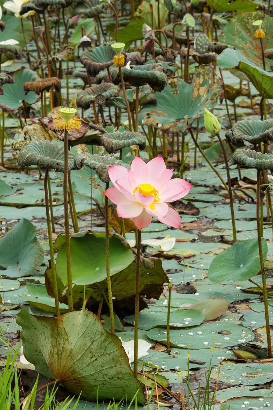 lotus, Nilüfer, çiçek, Çiçek açmak, güzel, doğa, gölet, Nelumbo Nucifera, pembe çiçek, suda yaşayan bitki