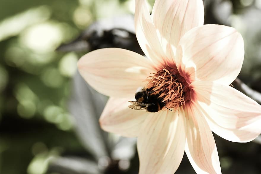 con ong, côn trùng, bọ cánh cứng, cánh, bông hoa, cánh hoa, trắng, hoa