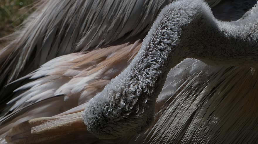 pelicano, pássaro, penas, natureza, aviária, ornitologia, fechar-se, cabeça de animal, animais em estado selvagem, pena, um animal
