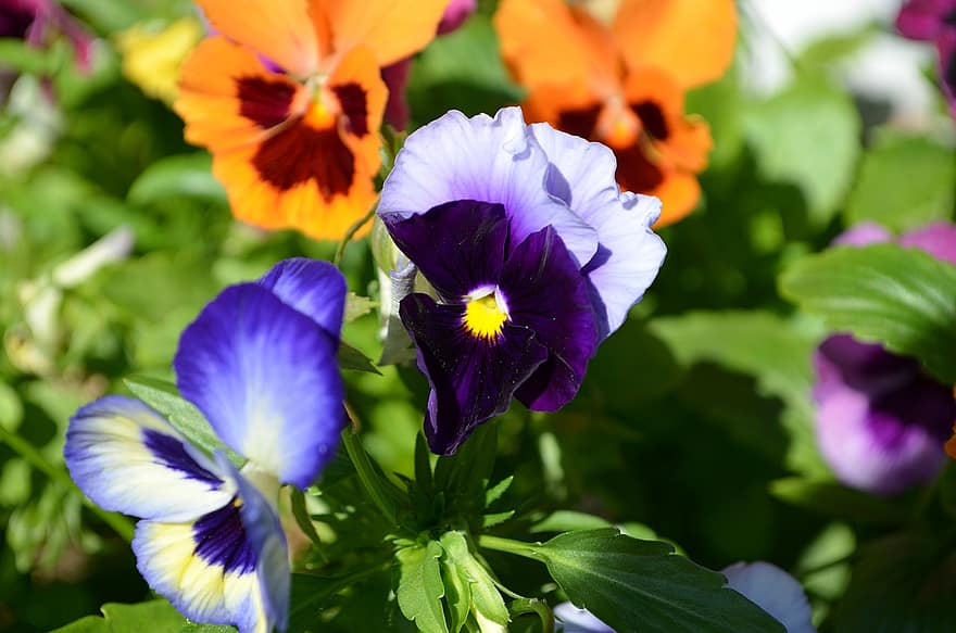 Blumen, Viola, Botanik, Pflanze, violett, blühen