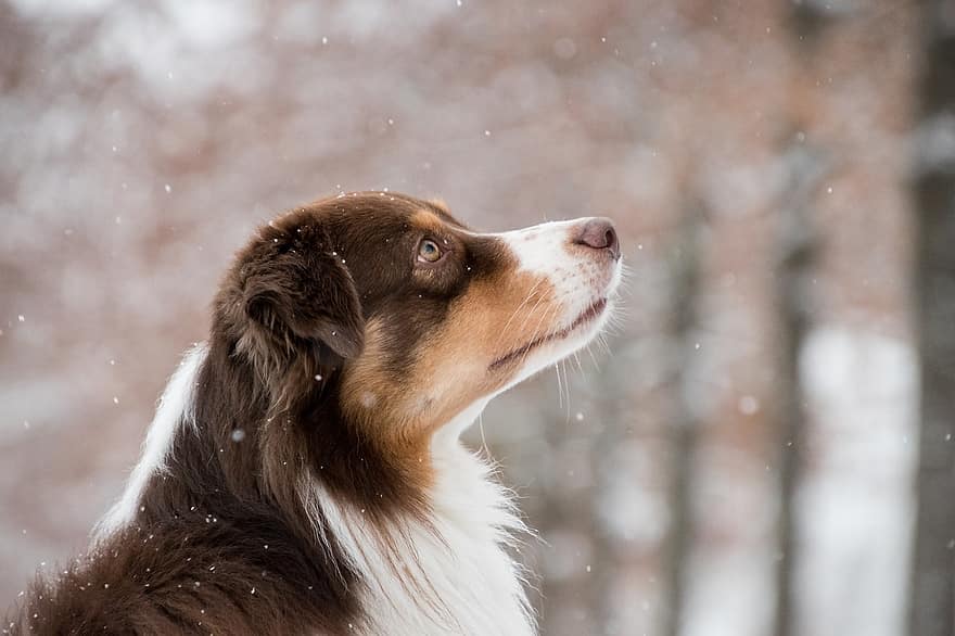 pastor australiano, cão, neve, nevando, animal, cão doméstico, canino, mamífero, fofa, queda de neve, inverno