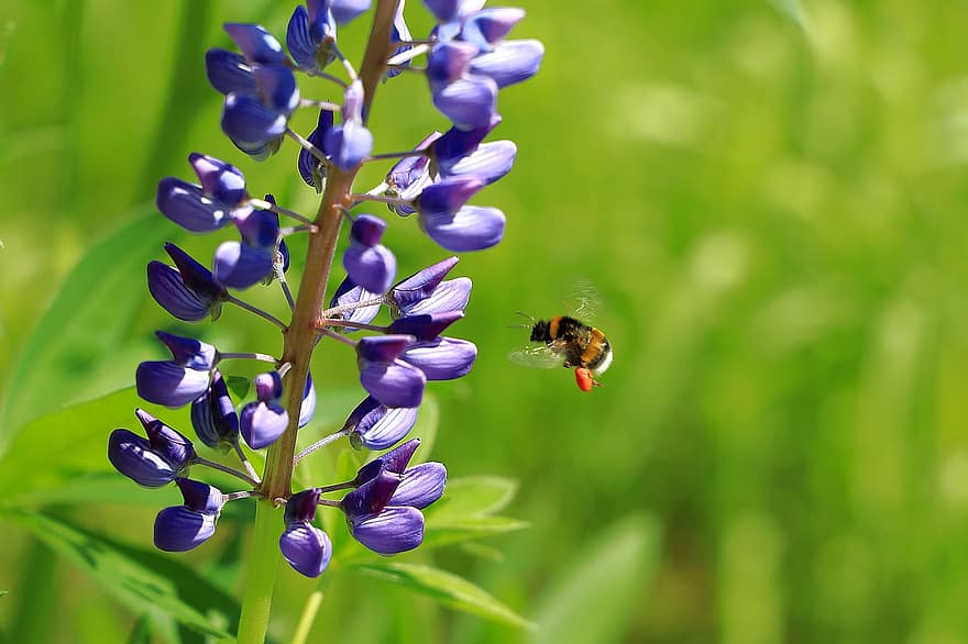 ルピナス、フラワーズ、蜂、昆虫、バンブルビー、工場、紫色の花、咲く、マメ科、野の花、庭園