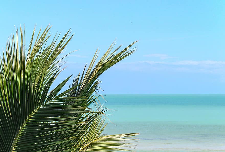 palmboom, oceaan, strand, horizon, tropisch, uitzicht, vakanties, zee, vooruitzicht